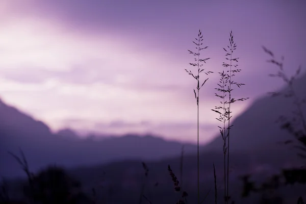 grass spike with background mountains, sunset