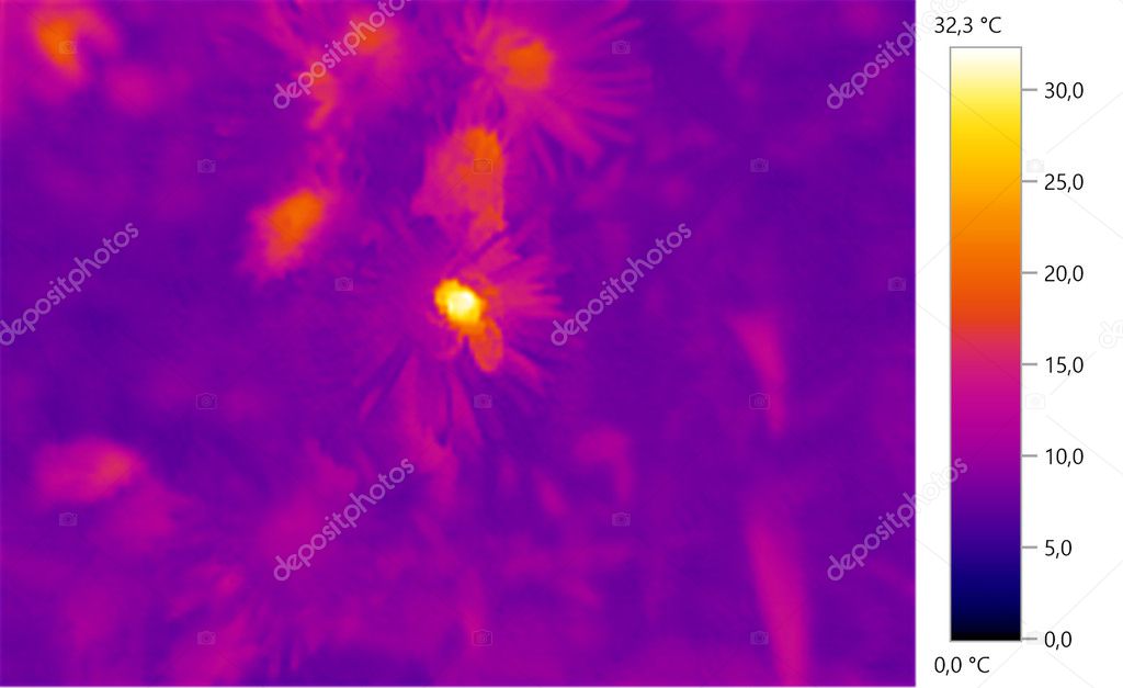 Thermal image photo  of bee on flowers