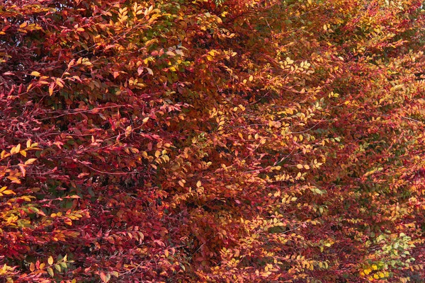 Листя фонового дерева восени — стокове фото