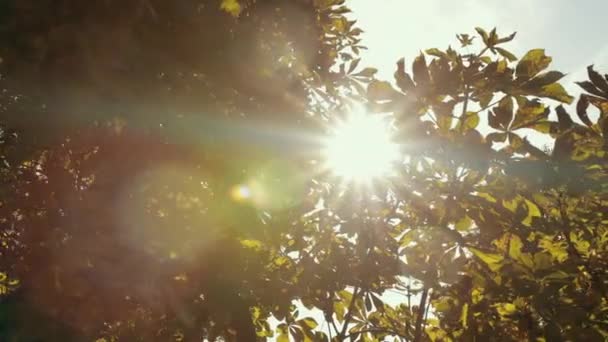 Die Sonne scheint durch die grünen Blätter eines Baumes — Stockvideo