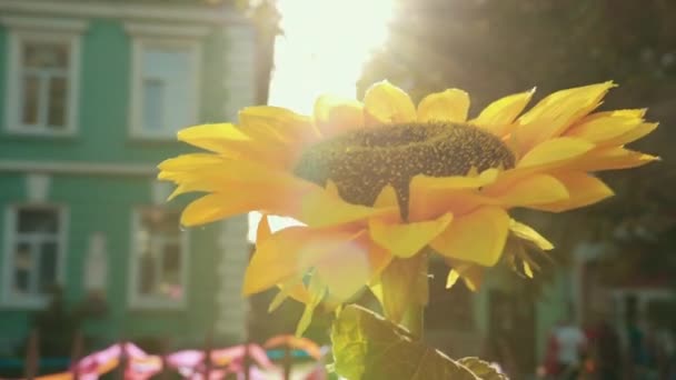 Grand tournesol entouré d'événements bruyants et de différents bâtiments . — Video