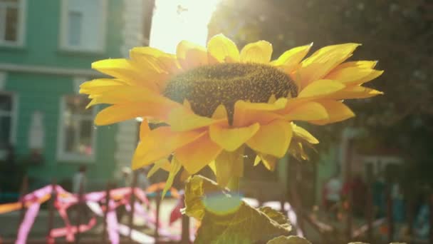 Gran girasol rodeado de ruidoso evento y diferentes edificios . — Vídeos de Stock