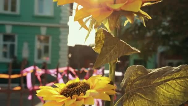 Great sunflower surrounded by noisy event and different buildings. — Stock Video
