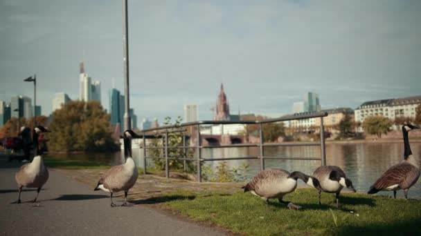 Kudde wilde eenden lopen langs de oever van de rivier, op de achtergrond moderne stad metropool. — Stockvideo