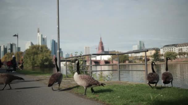 Kudde wilde eenden lopen langs de oever van de rivier, op de achtergrond moderne stad metropool. — Stockvideo