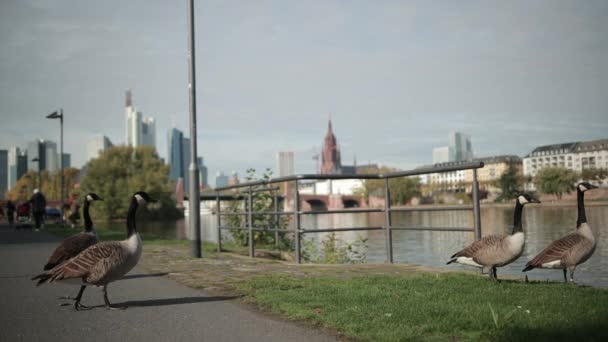 Vahşi ördek sürüsü nehir kıyısında yürüyor. Arka planda, modern şehir metropolünde.. — Stok video