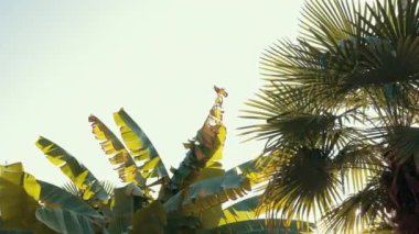 Rüzgarda Dalgalanan Palmiye Yaprakları, Güneş Işıkları Parıltısı, Cennet, Tatil.