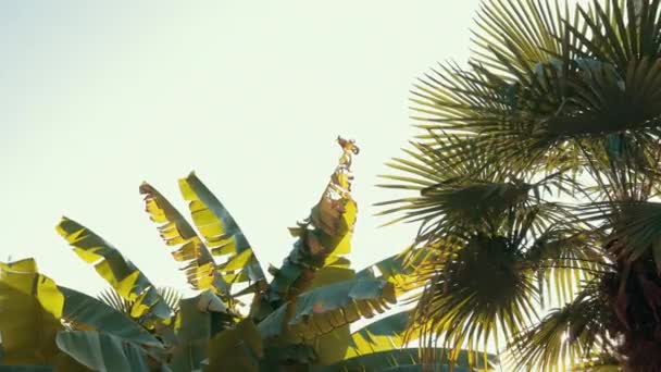 Hojas de palma ondeando al viento, Rayos de sol brillan, Paraíso, Vacaciones . — Vídeo de stock