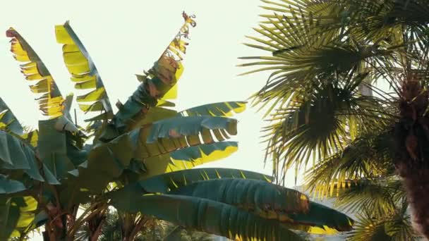Palmblätter wehen im Wind, Sonnenstrahlen leuchten, Paradies, Urlaub. — Stockvideo