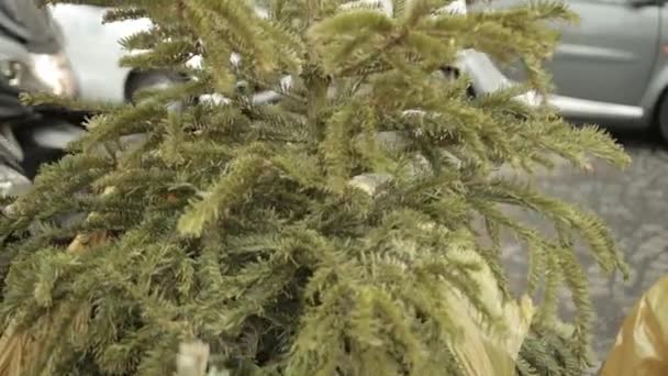 Kullanılmış Noel ağaçları sarı çöp toplarının içinde geri dönüşüm için bekliyor. — Stok video