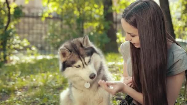 Attraktive junge Frau mit braunen Augen, Brünette füttert Sibirischen Husky-Hund. — Stockvideo