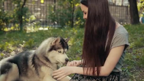 Attraktive junge blonde Frau füttert reinrassigen Sibirischen Husky-Hund mit ihrer Hand. — Stockvideo