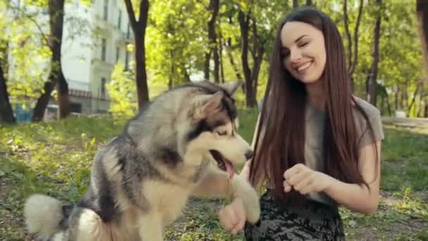 純血種のシベリアハスキー犬と若いブロンドの女性のからかう,どちらの手を推測 — ストック動画