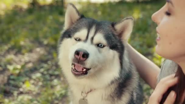 Egy vonzó fiatal szőke nő a fajtiszta szibériai husky kutya iránti szeretetet mutatja — Stock videók