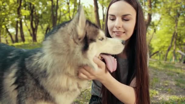 Jovem mulher loira atraente jogar com raça pura Siberian Husky Dog Stroking , — Vídeo de Stock