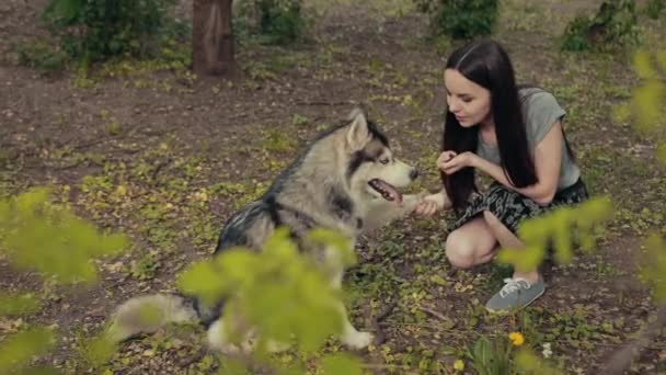 En attraktiv ung blond kvinna leker med renrasiga sibiriska husky hund i parken — Stockvideo