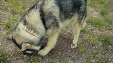 Tüylü safkan köpek Sibirya Husky Üremesi Pençesi yerde Delik Kazıyor.