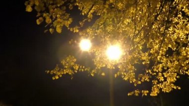 Gece yeşillik ile ışık Panoraması