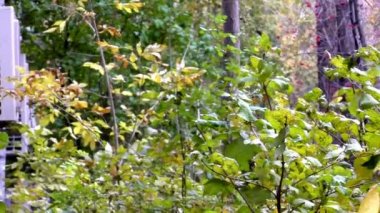 Sonbahar Haze özgeçmişlerine ateşten yaprakları.