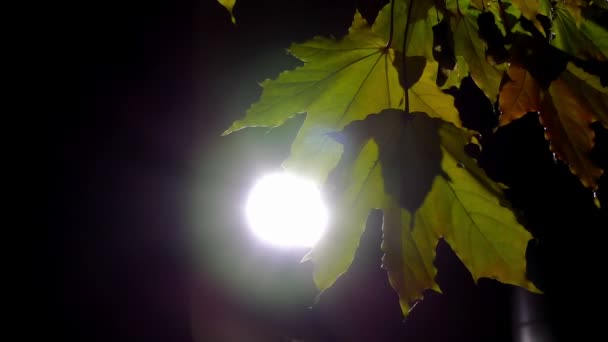 Φύλλα σφενδάμου ενάντια σε μια λάμπα του δρόμου στον άνεμο — Αρχείο Βίντεο