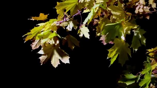Rüzgardaki bir sokak lambası altında akçaağaç yaprakları — Stok video