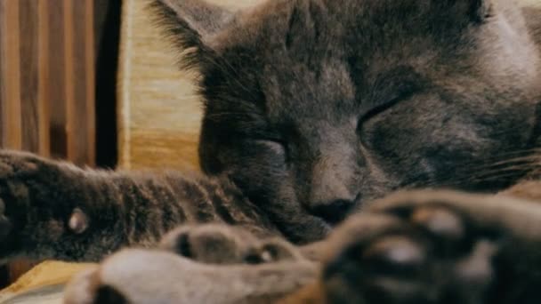 Ruso azul gato dormido en un silla — Vídeo de stock