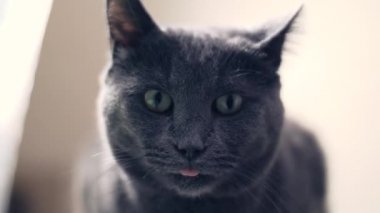 Gri Rus mavi kedisi başını sola çeviriyor.