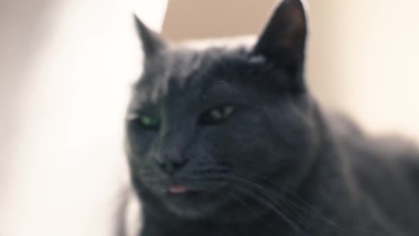 Gato azul russo cinzento sonolento. Fechar — Vídeo de Stock