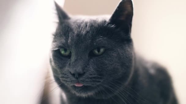 Curieux chat bleu russe gris 