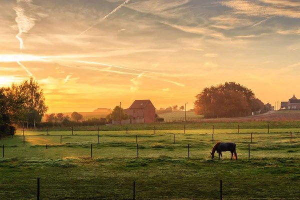 Pâturage à cheval le matin brumeux au lever du soleil (Kortenaken, Belgique ) — Photo