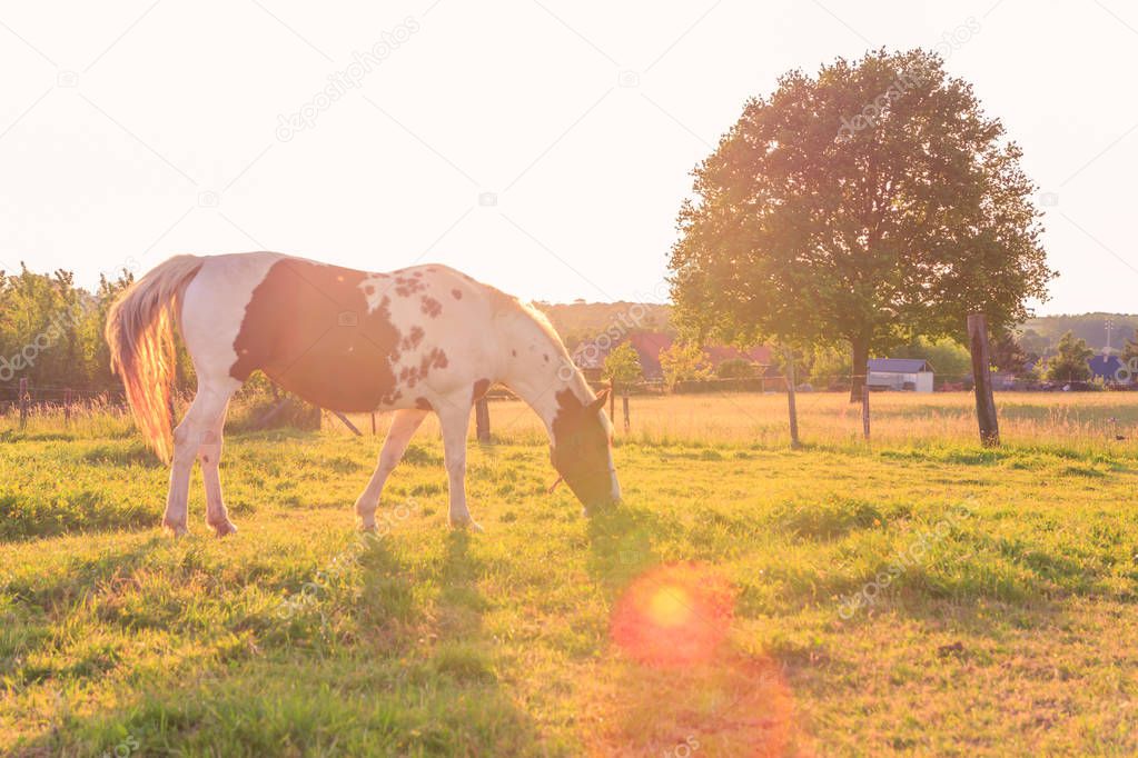 Back-lit grazing horse in the evening