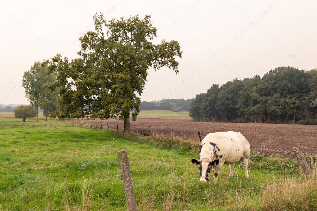 cow grazing. Kortenaken, Flanders, Belgium