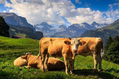 Brown dağlarda inekler