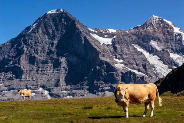 Swiss cows in Bernese Alps