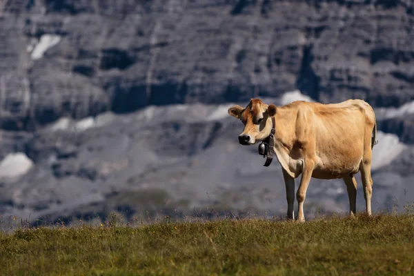 Swiss cow in Bernese Alps