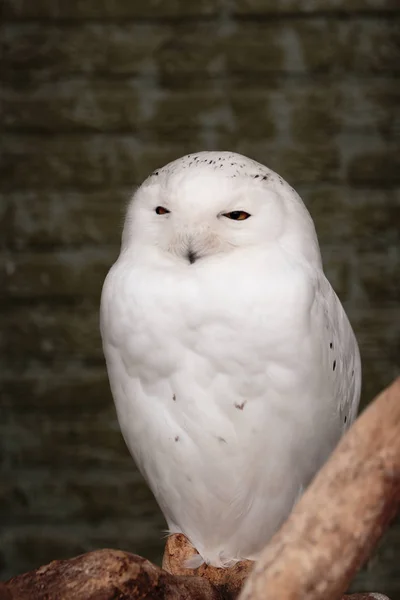 Male snowy owl — Stock Photo, Image