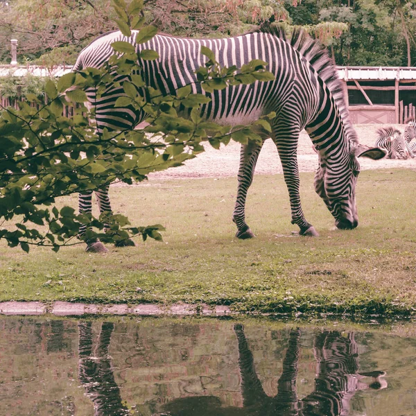 Pâturage du zèbre et réflexion — Photo