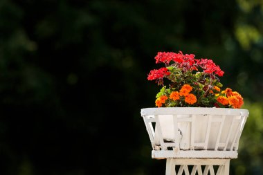 güneşli günü açık havada beyaz bir tencerede renkli çiçekler