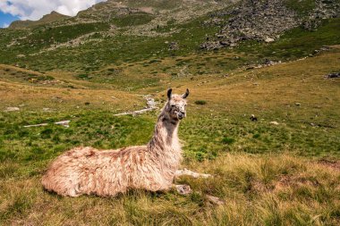 Lama güneşte yatıyor.