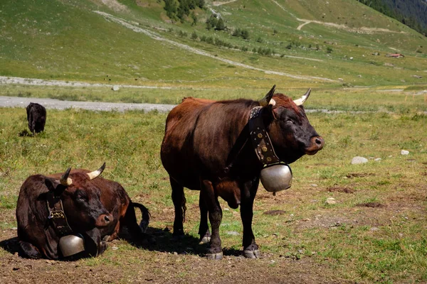 Herens cattle on alpine meadow — 스톡 사진