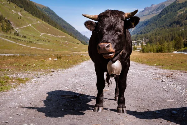 Swiss Herens tehén a kamerába néz — Stock Fotó