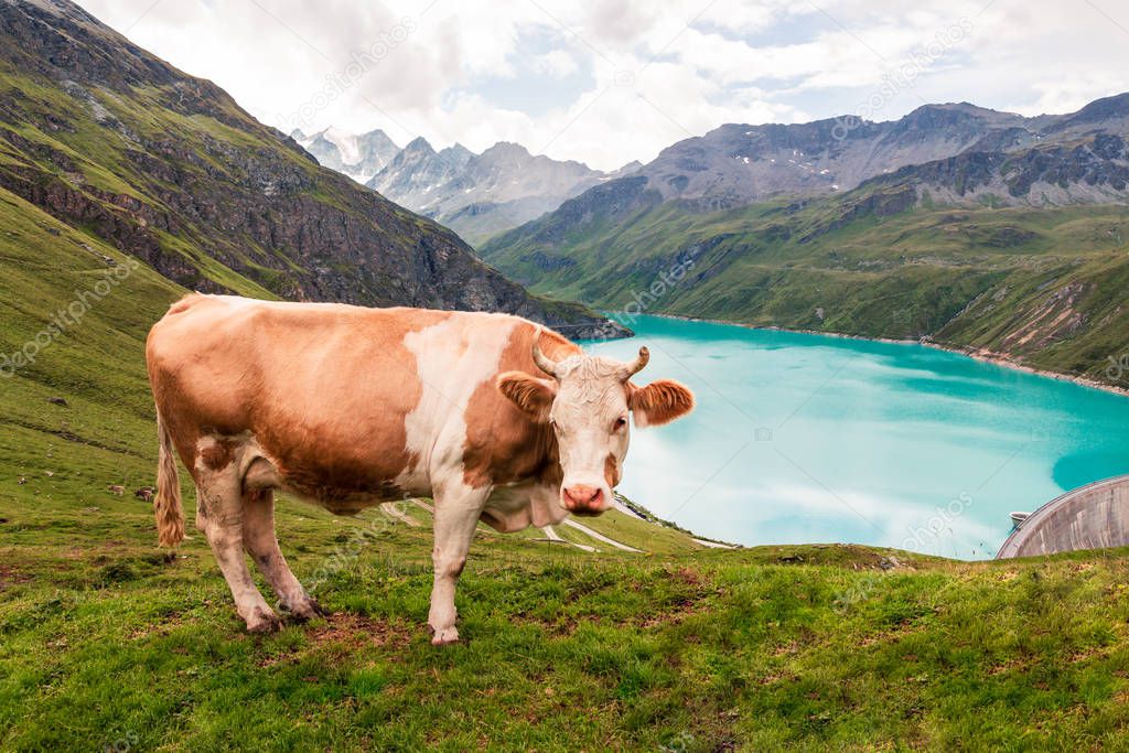 Cow near Lac de Moiry