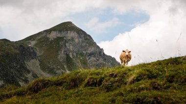 Dağ manzarasında bir inek