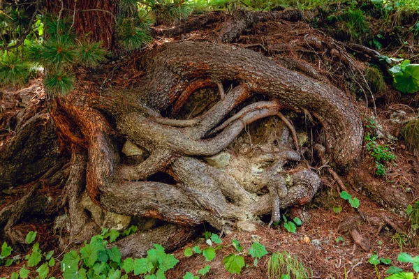 Roots of European larch — Stock Photo, Image