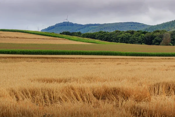 Champ de blé en Rhénanie-Palatinat — Photo