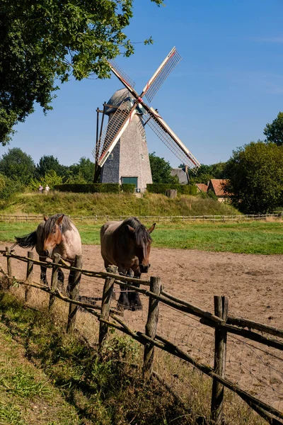 Genk, Flandres, Bélgica - 30 de agosto de 2019: paisagem rural flamenga com 2 cavalos, uma cerca de madeira e um antigo moinho de vento tradicional no museu ao ar livre Bokrijk perto de Hasselt — Fotografia de Stock