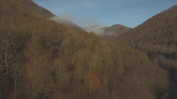 무인 항공기 파리 이상 산 아래쪽 노란색 나무와 강 흐름의 소 치에서 — 비디오