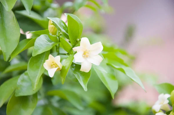 flower. white flower. little white flower.