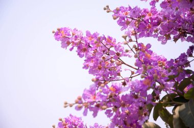 Çiçek. Doğa. arka plan.