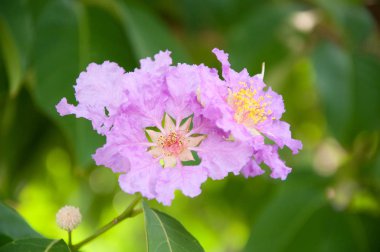 Çiçek. Doğa. arka plan.